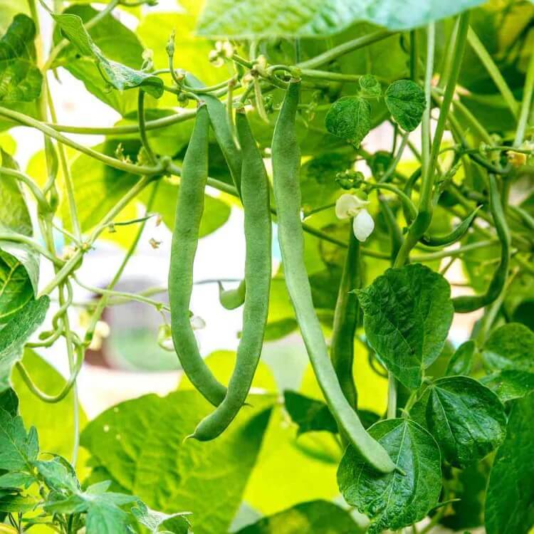 Heirloom Beans for Planting