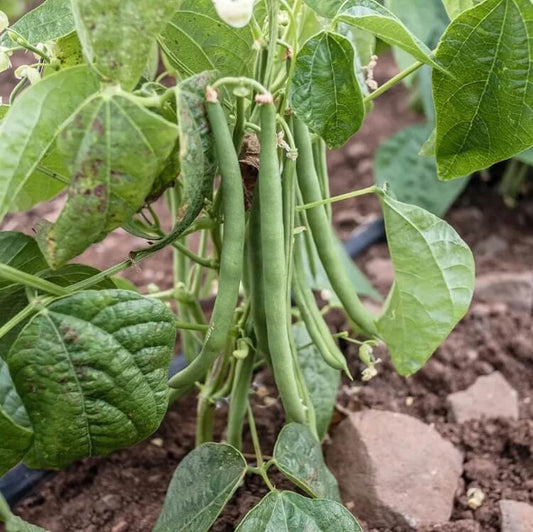 Heirloom Beans for Planting