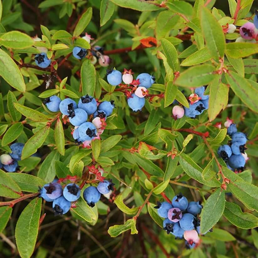 Heirloom Berry Bush Seeds