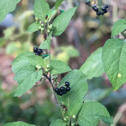 Heirloom Black Nightshade Seeds 