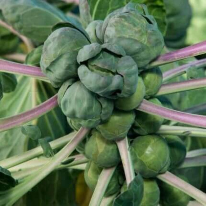 Heirloom Brussel Sprout Seeds - Vegetable Plant