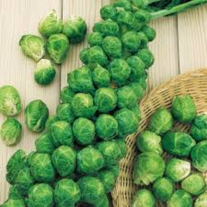 Heirloom Brussel Sprout Seeds - Vegetable Plant