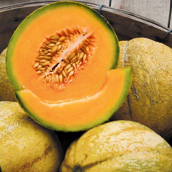 Heirloom Cantaloupe Seeds - Fruit Plant