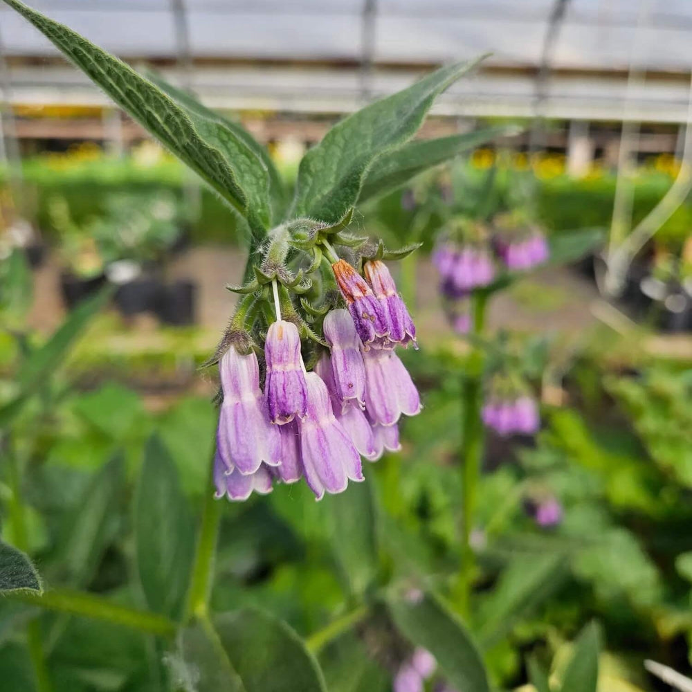 Heirloom Comfrey Seeds