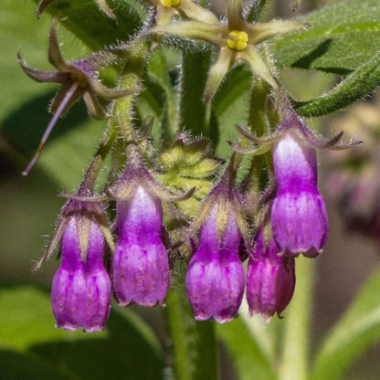 Heirloom Comfrey Seeds