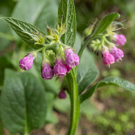 Heirloom Comfrey Seeds