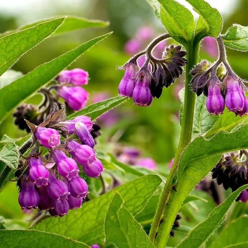 Heirloom Comfrey Seeds