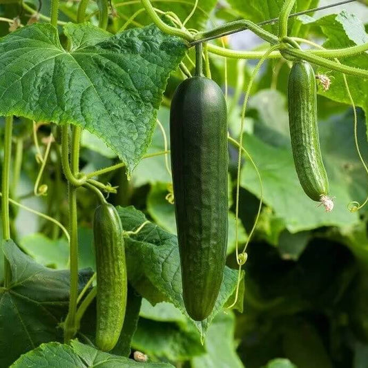 Heirloom Cucumber Seeds