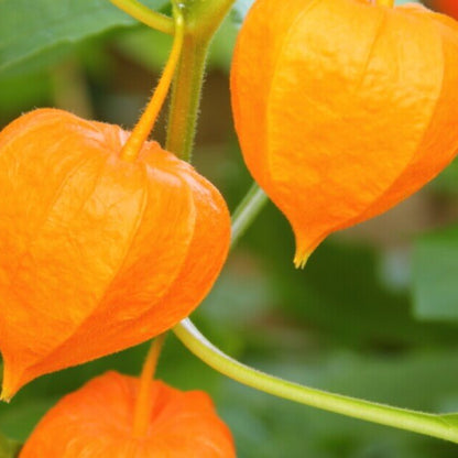 Heirloom Ground Cherry Seeds 