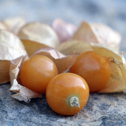 Heirloom Ground Cherry Seeds 