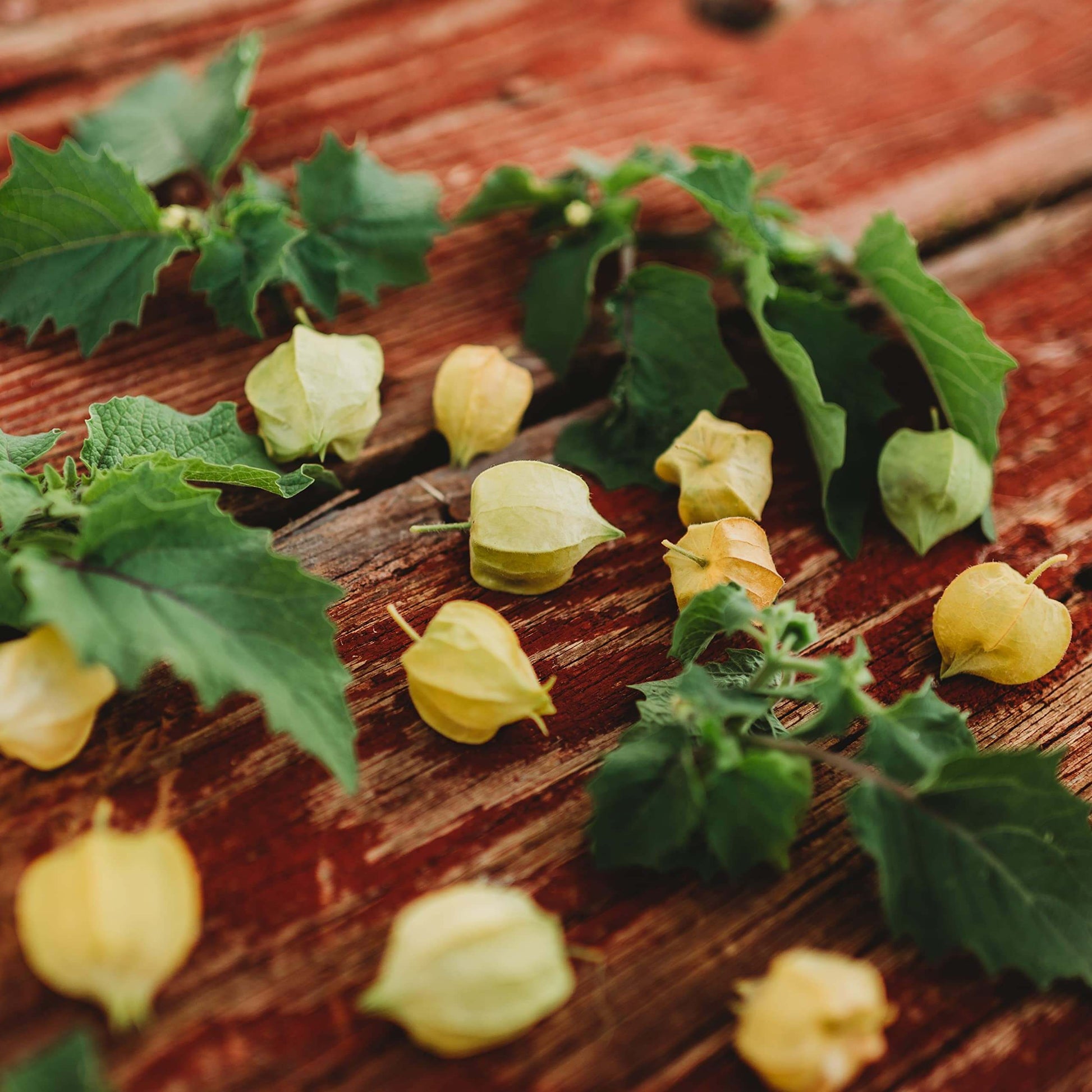 Heirloom Ground Cherry Seeds 