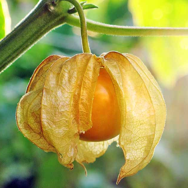 Heirloom Ground Cherry Seeds 