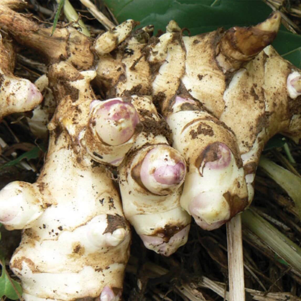 Heirloom Jerusalem Artichoke Seeds 