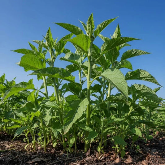 Heirloom Jerusalem Artichoke Seeds