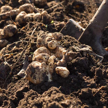 Heirloom Jerusalem Artichoke Seeds