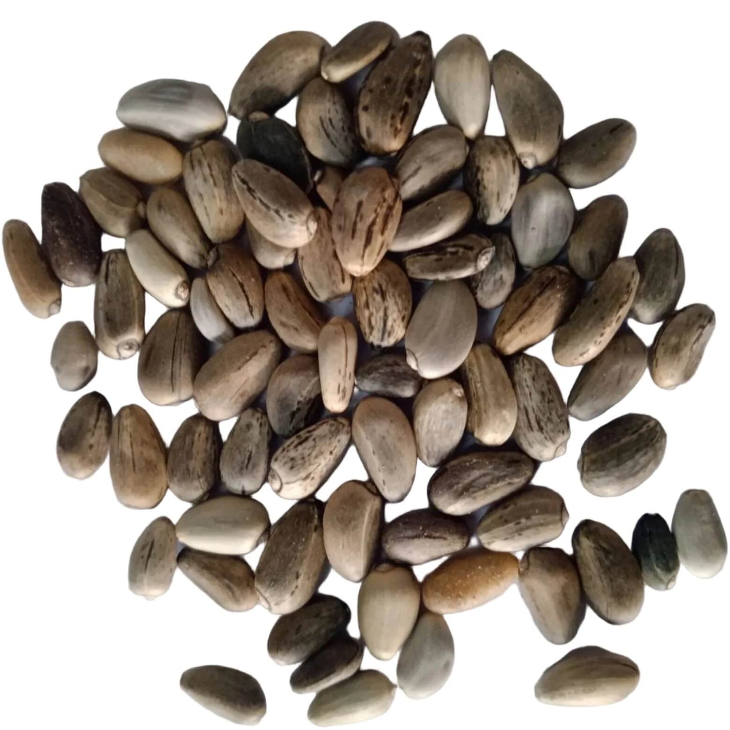 Heirloom Jerusalem Artichoke Seeds 