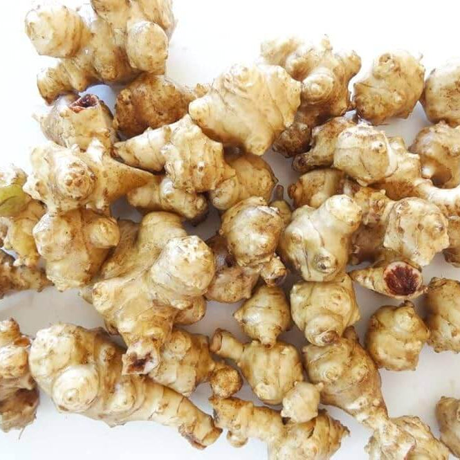 Heirloom Jerusalem Artichoke Seeds 