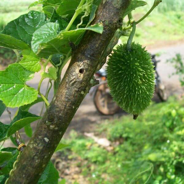Heirloom Kantola Seeds