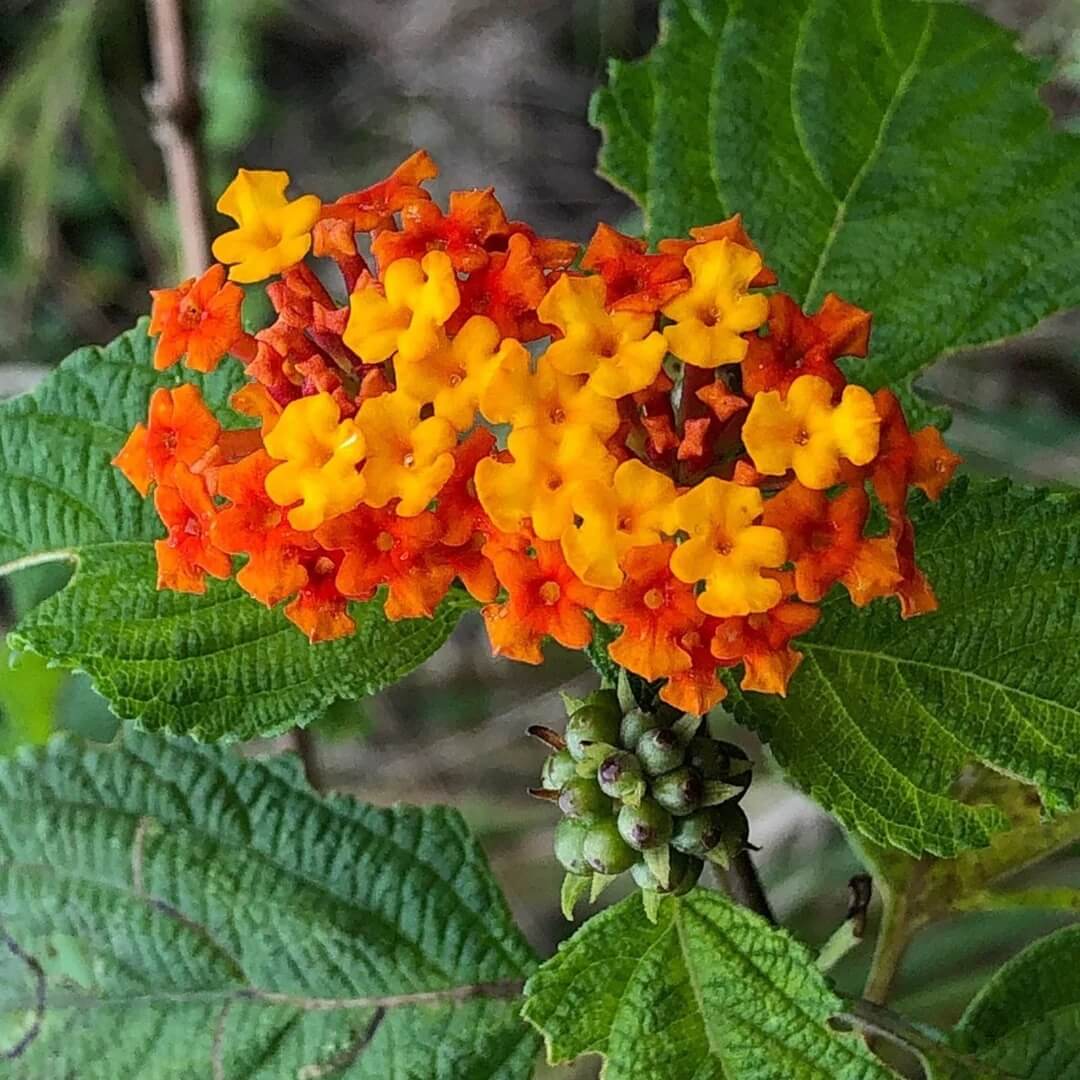 Heirloom Lantana Seeds