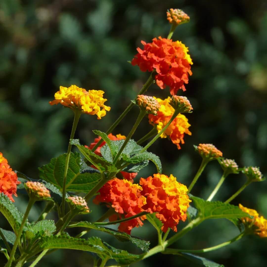 Heirloom Lantana Seeds