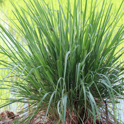 Heirloom Lemongrass Seeds