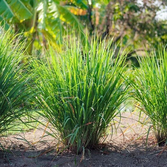 Heirloom Lemongrass Seeds