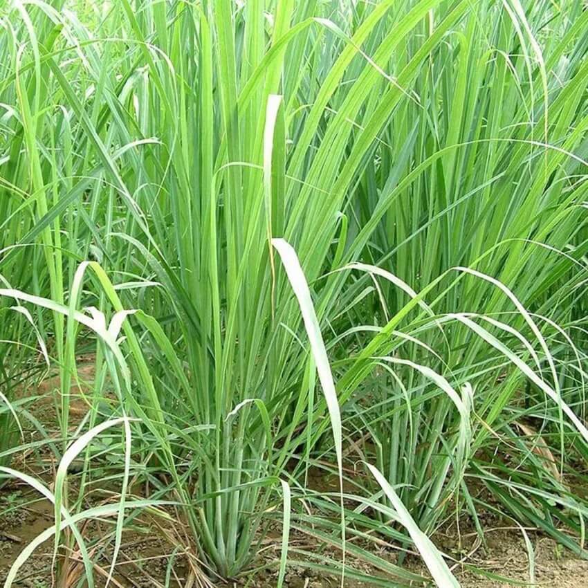 Heirloom Lemongrass Seeds