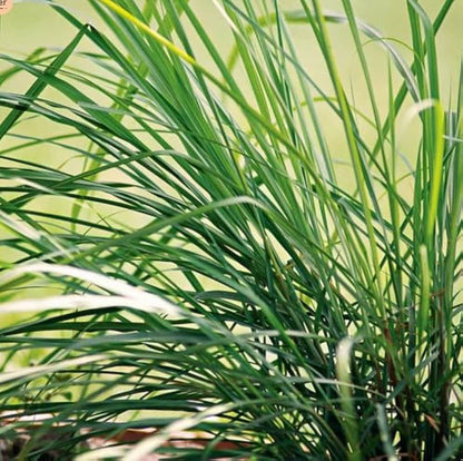Heirloom Lemongrass Seeds