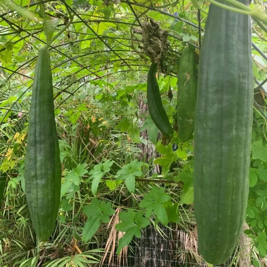 Heirloom Loofah Seeds 