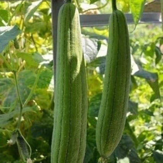 Heirloom Loofah Seeds 