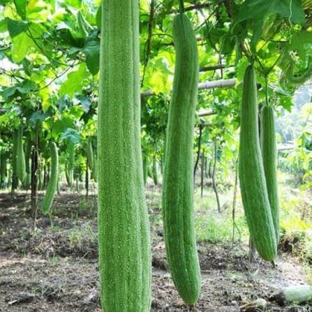 Heirloom Loofah Seeds 