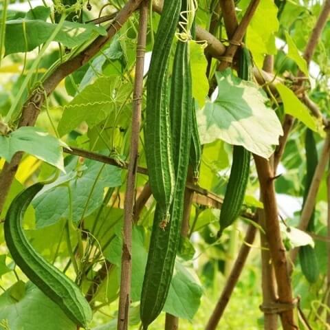 Heirloom Loofah Seeds 