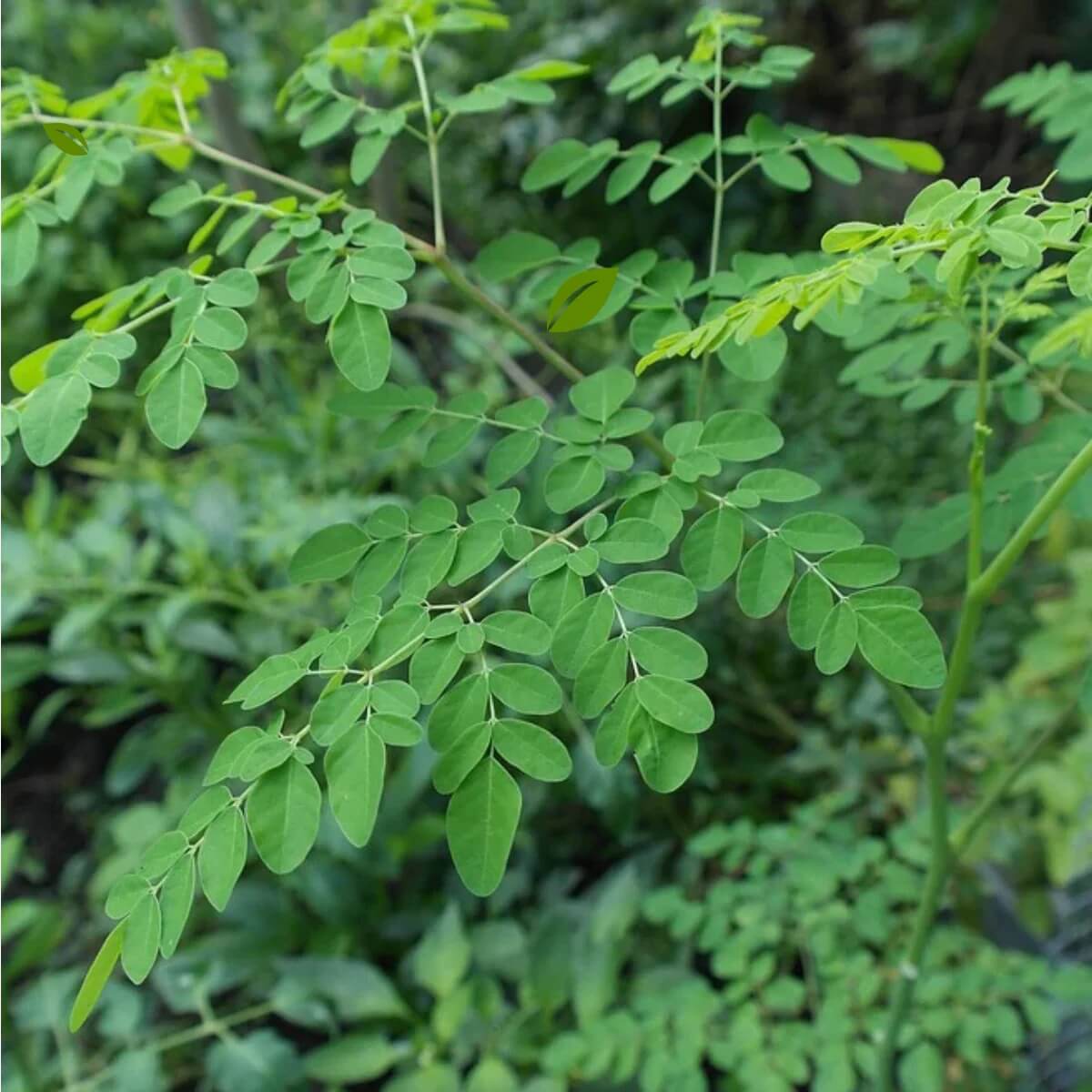 Heirloom Moringa Seeds