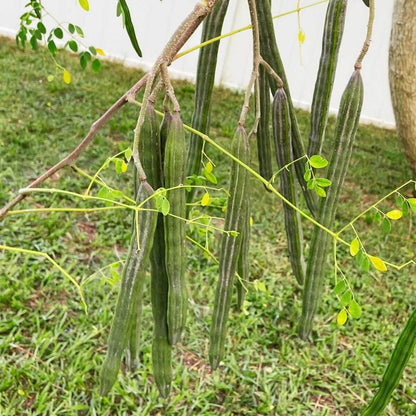 Heirloom Moringa Seeds