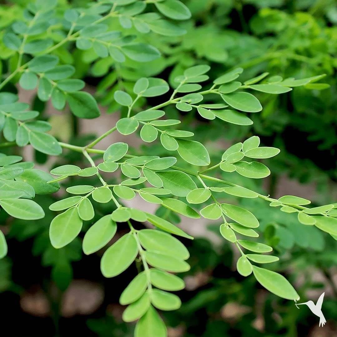 Heirloom Moringa Seeds