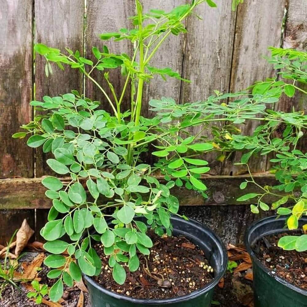 Heirloom Moringa Seeds