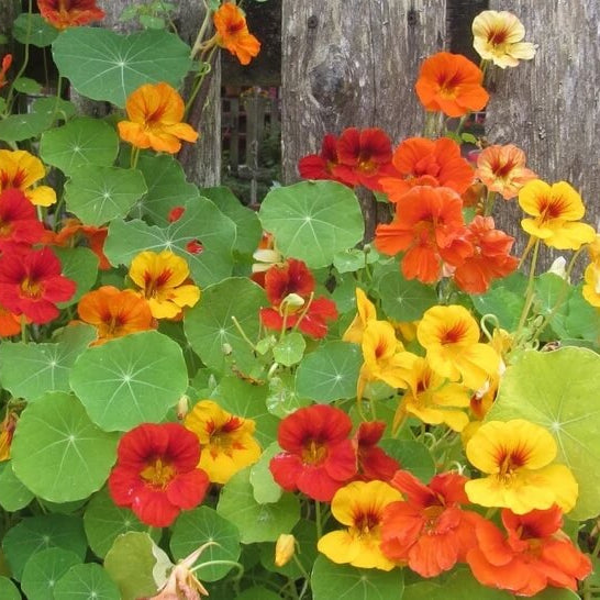 Heirloom Nasturtium Seeds - Flower Plant