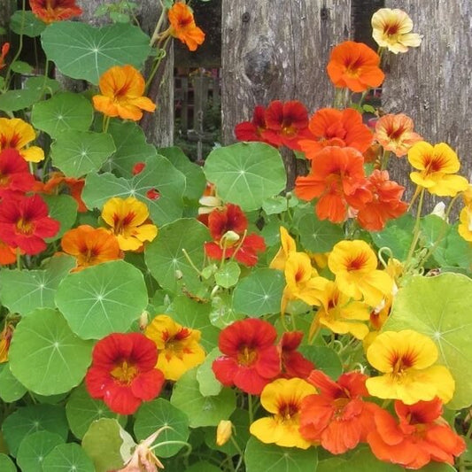 Heirloom Nasturtium Seeds - Flower Plant