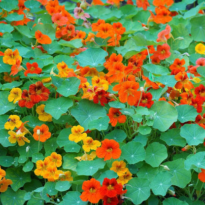 Heirloom Nasturtium Seeds - Flower Plant