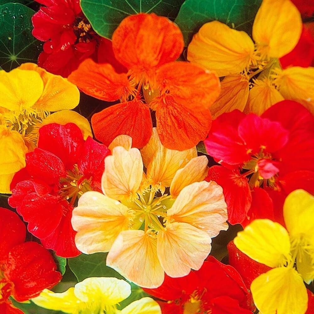 Heirloom Nasturtium Seeds - Flower Plant
