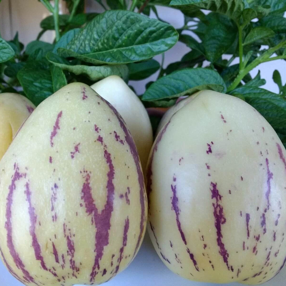 Heirloom Pepino Seeds