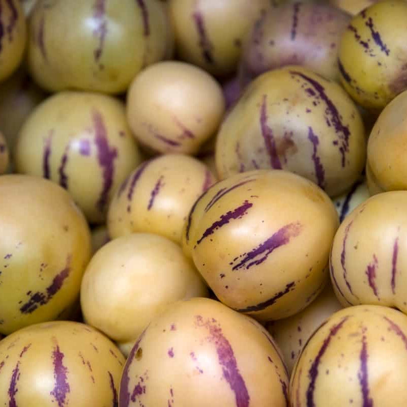 Heirloom Pepino Seeds