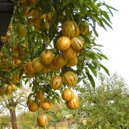 Heirloom Pepino Seeds