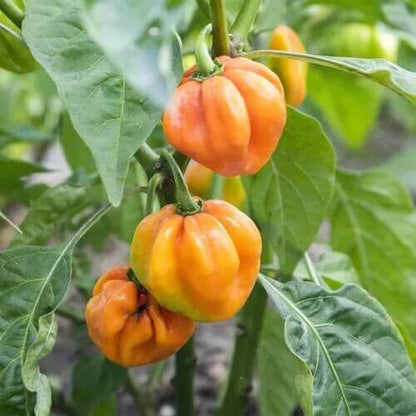 Heirloom Pimento Pepper Seeds