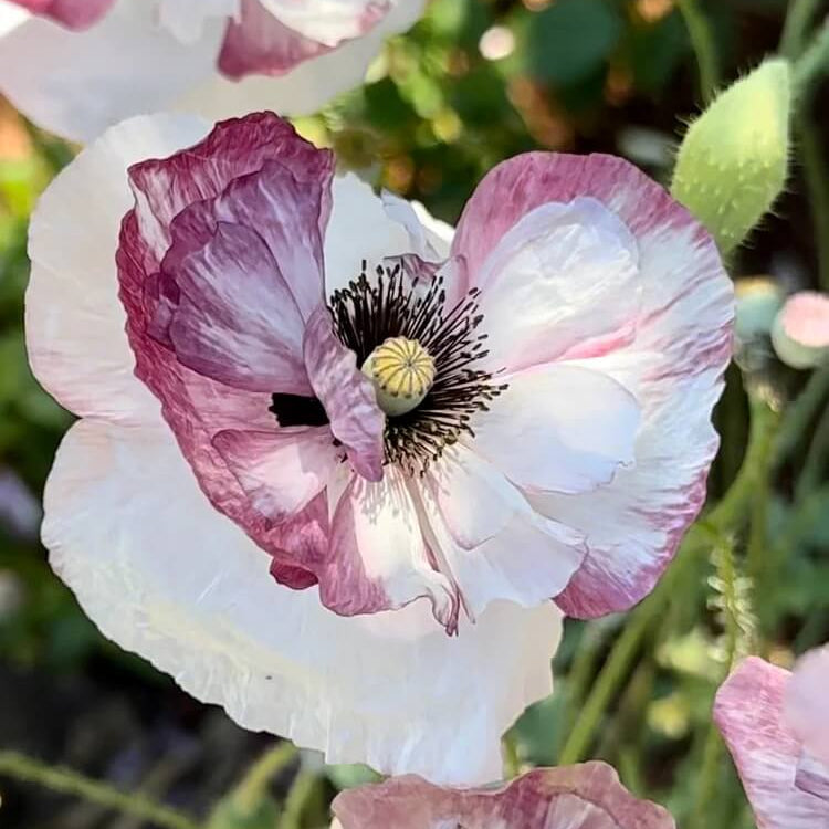 Heirloom Poppy Seeds