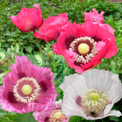 Heirloom Poppy Seeds