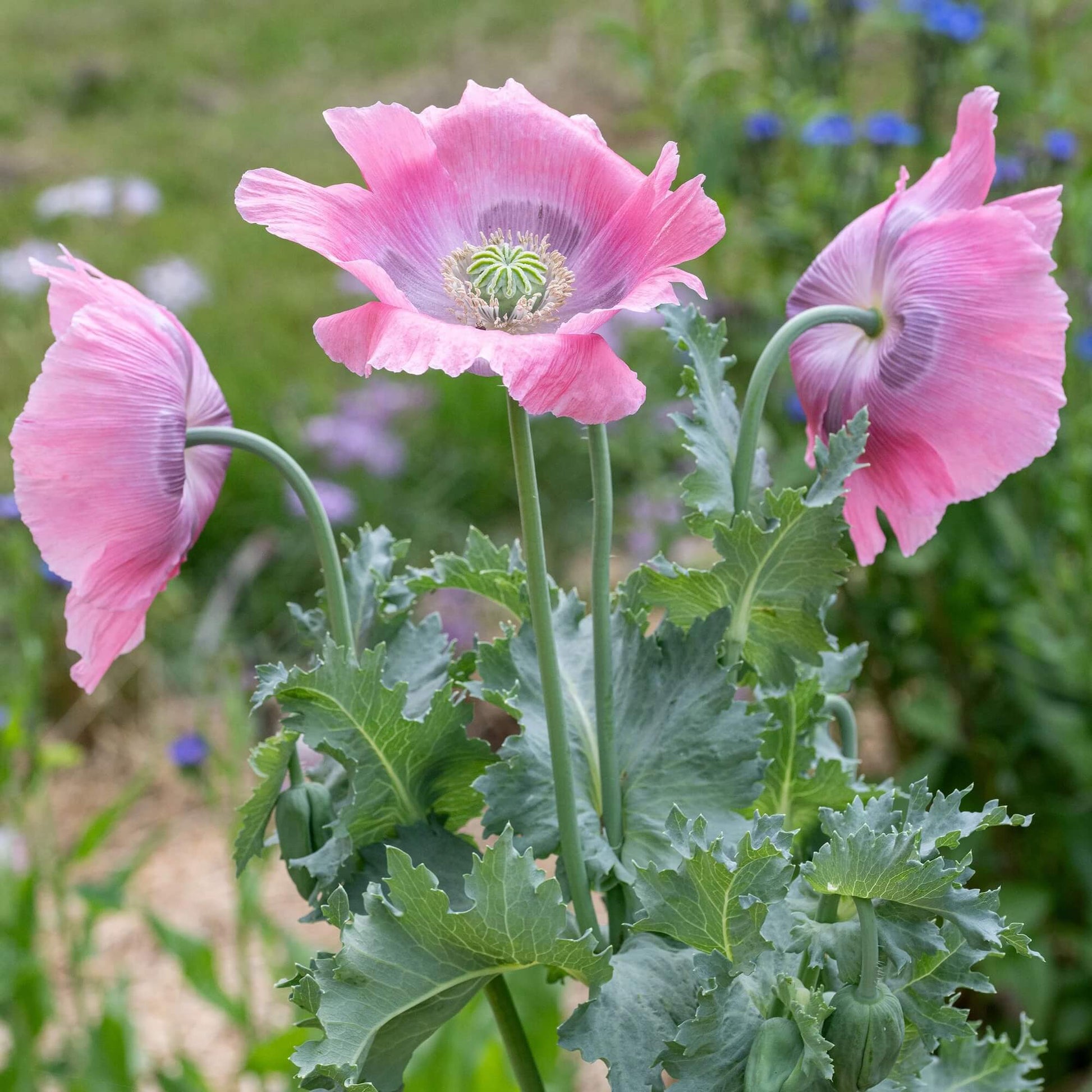 Heirloom Poppy Seeds