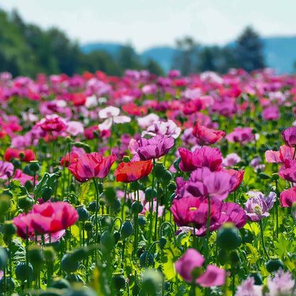 Heirloom Poppy Seeds