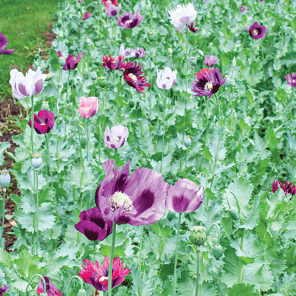 Heirloom Poppy Seeds - Flower Plant