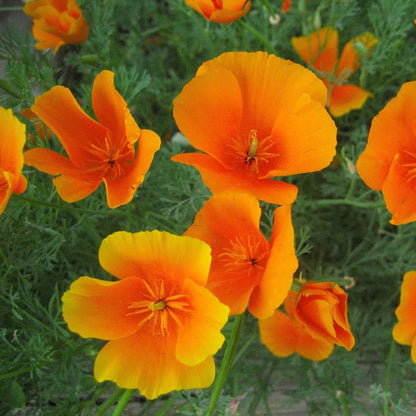 Heirloom Poppy Seeds - Flower Plant